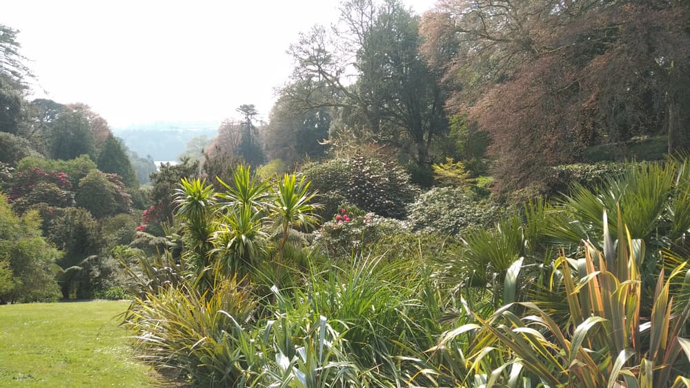 ornamental grasses, palms and larger trees growing over an extended landscape