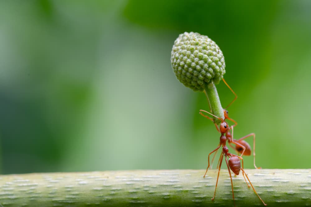 two ants carrying a flower bud