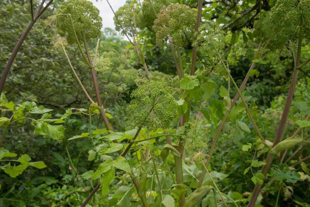 Angelica growing in a permaculture garden with dense foliage in the background