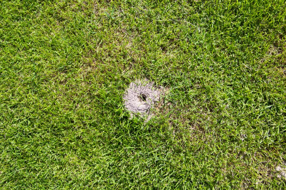 ants nest hole in a garden lawn