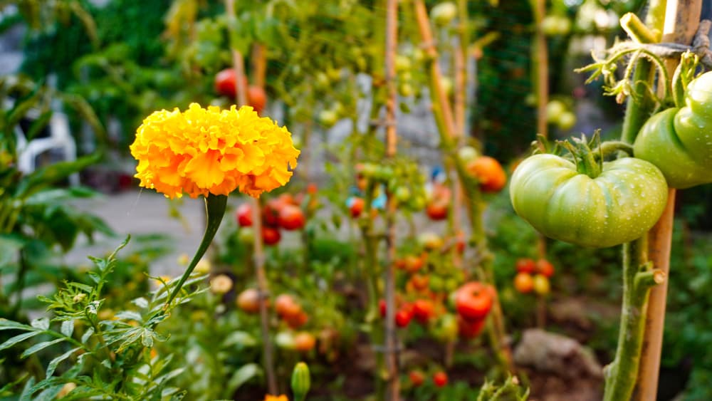 tomatoes and calendula growing in a food forest environment