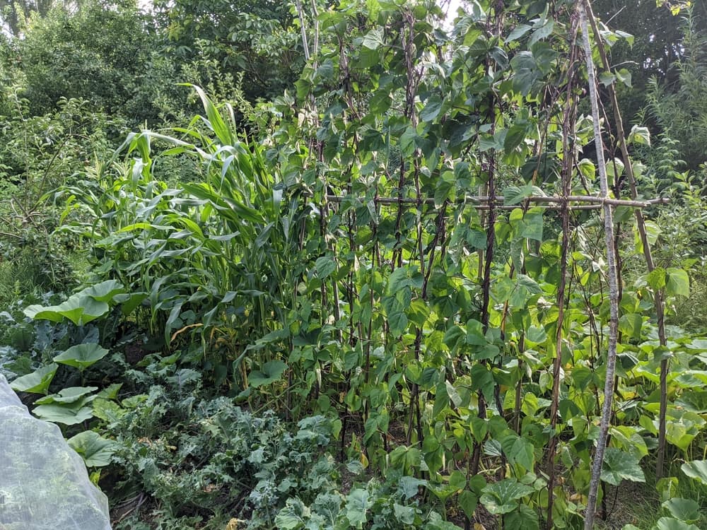 permaculture garden with raised support, growing corn, squash and beans