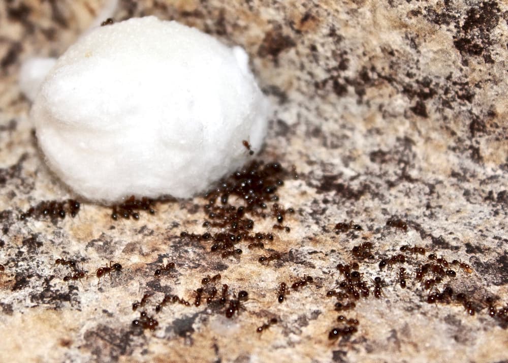 ants crowded round a boric acid trap