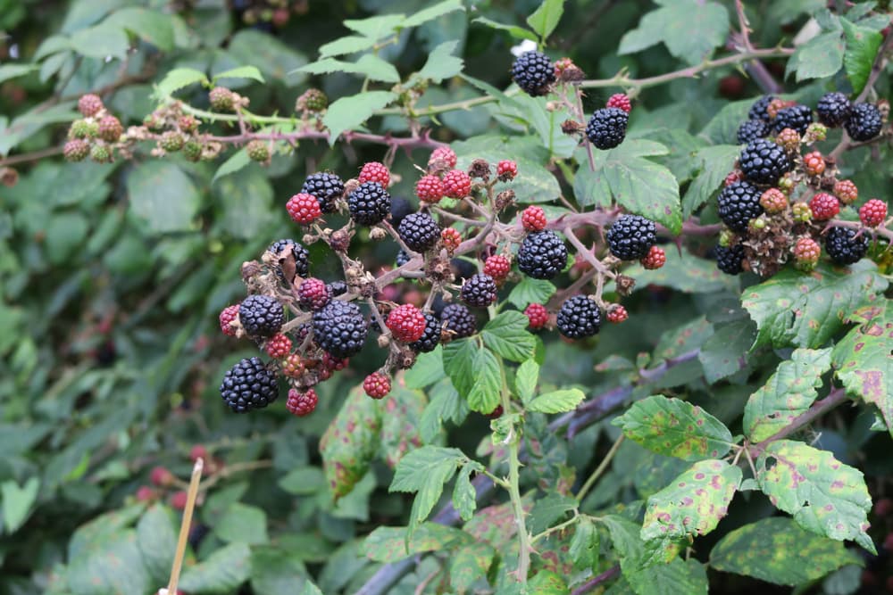 blackberries growing on a large bush