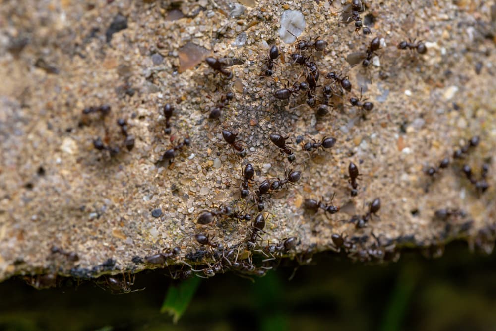 closeup of a swarm of busy black ants on a stone structure