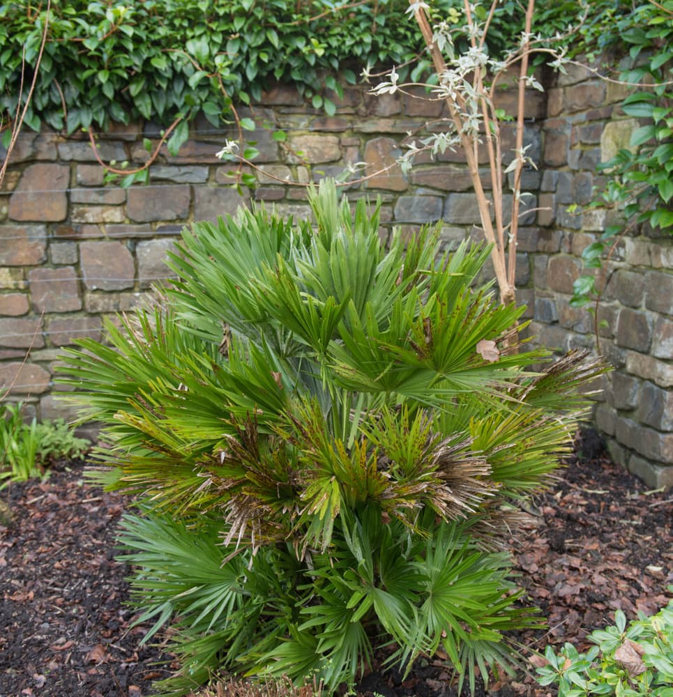 dwarf fan palm with a wall in the background