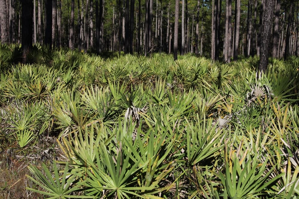 many sabal minor plants growing under a forest canopy