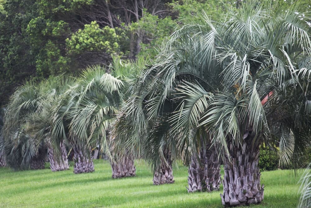 jelly palm trees grown in a row