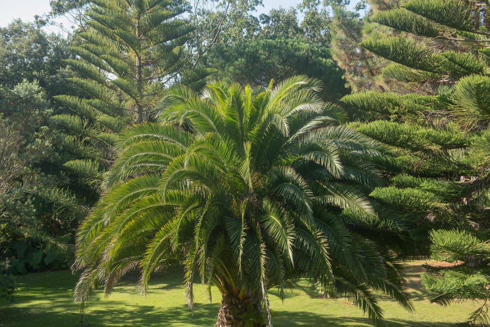 wide spreading Canary Island Date Palm Tree with various trees in the background