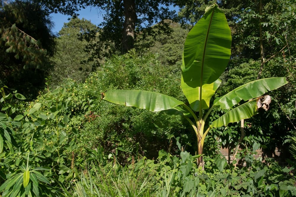 Musa x paradisiaca growing outwards in a tropical setting