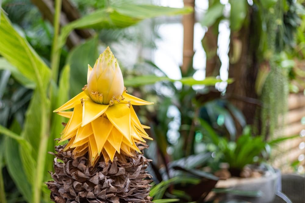 yellow flowering Musa Iasiocarpa