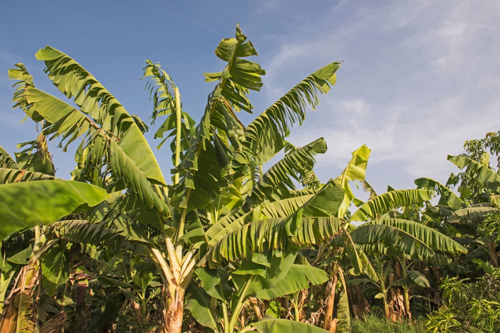 Dense vegetation of banana plants musa acuminata