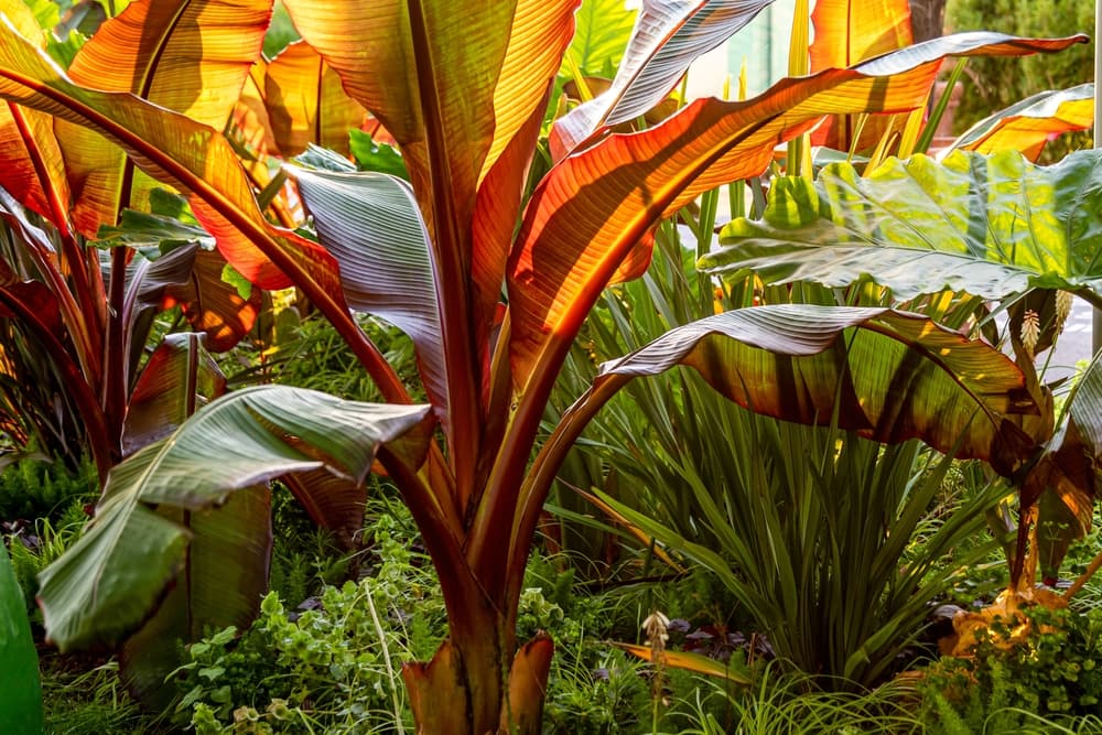 red coloured foliage of Ensete ventricosum in a public park