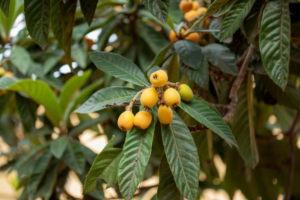 branches of loquat with yellow ripening fruit