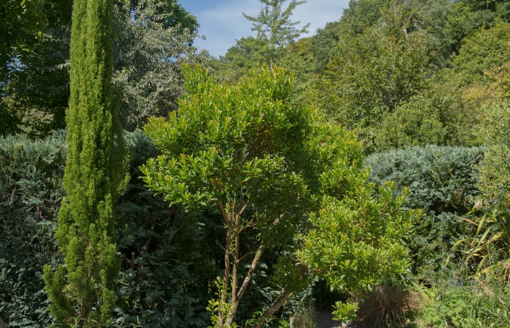 Arbutus unedo against a backdrop of different trees