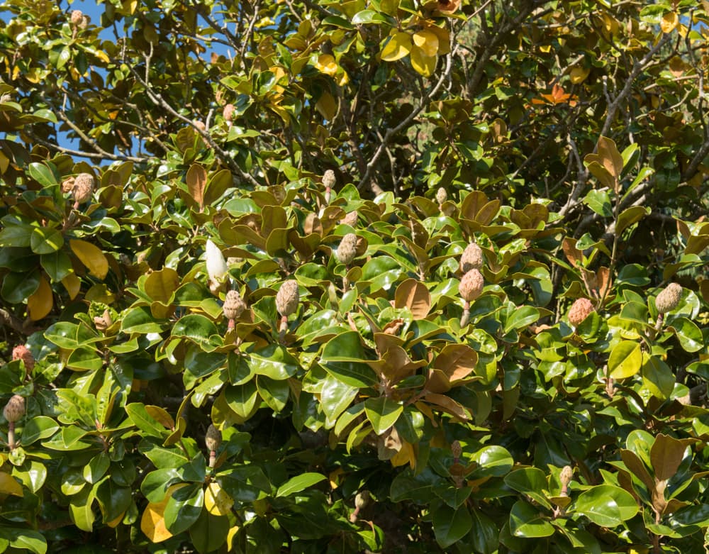 green and yellow foliage of Magnolia grandiflora