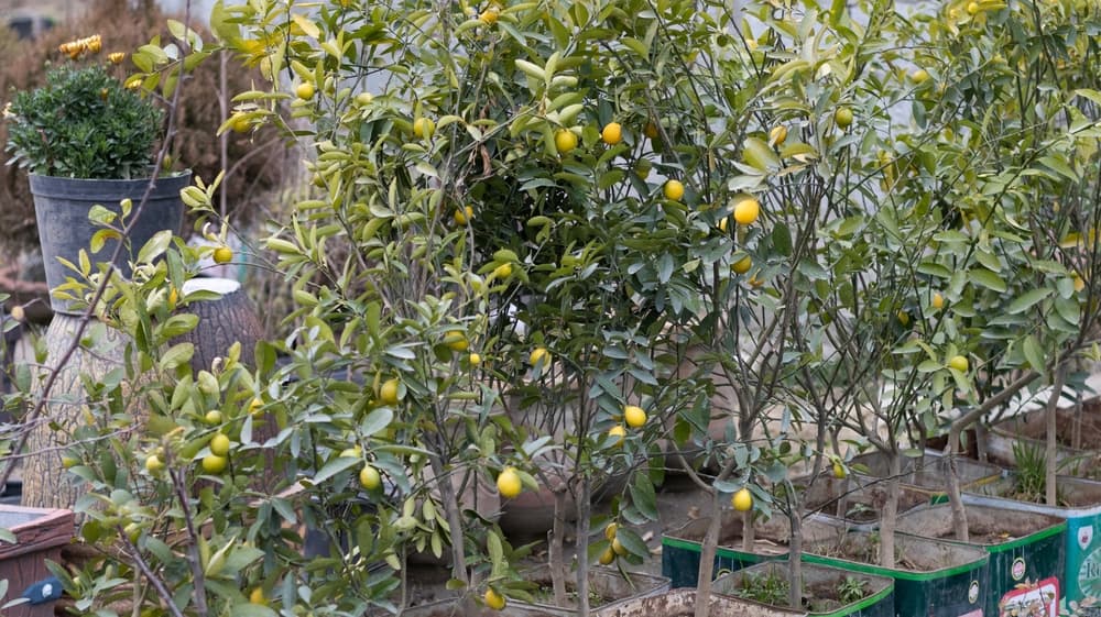 citrus trees growing in metal containers