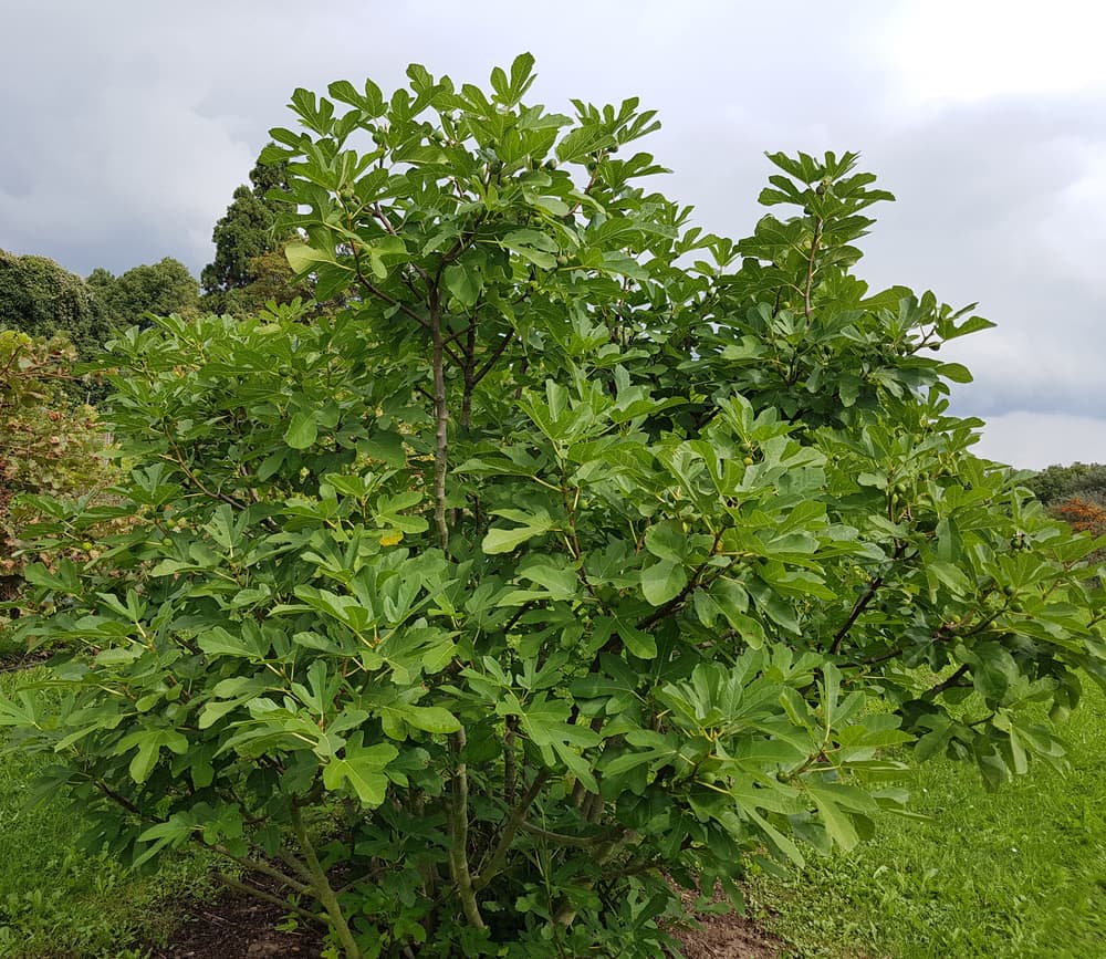 Ficus carica tree