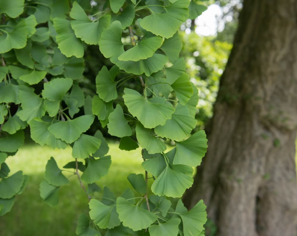 foliage and trunk of Ginkgo biloba tree