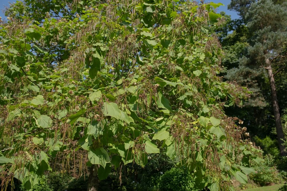 very tall Catalpa bungei tree