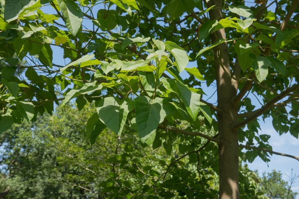 foxglove tree leaves against a blue sky background