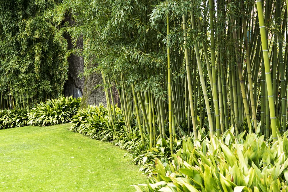 towering bamboo with short ornamental grass on the border of a lawn