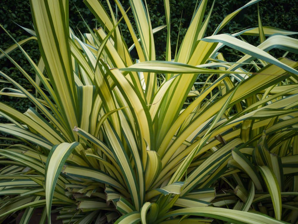 light and dark foliage of a phormium plant