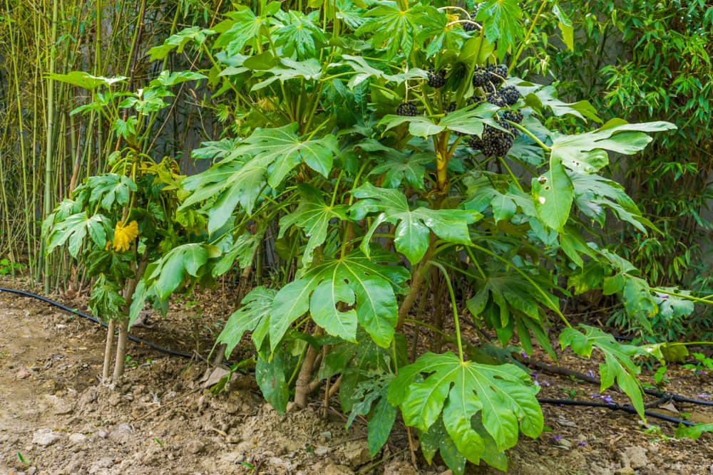 broad leaves of fatsia japonica with bamboo in the background