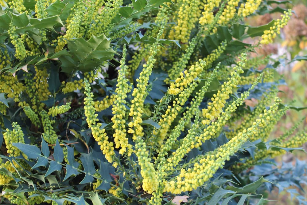 closeup of yellow flowering mahonia