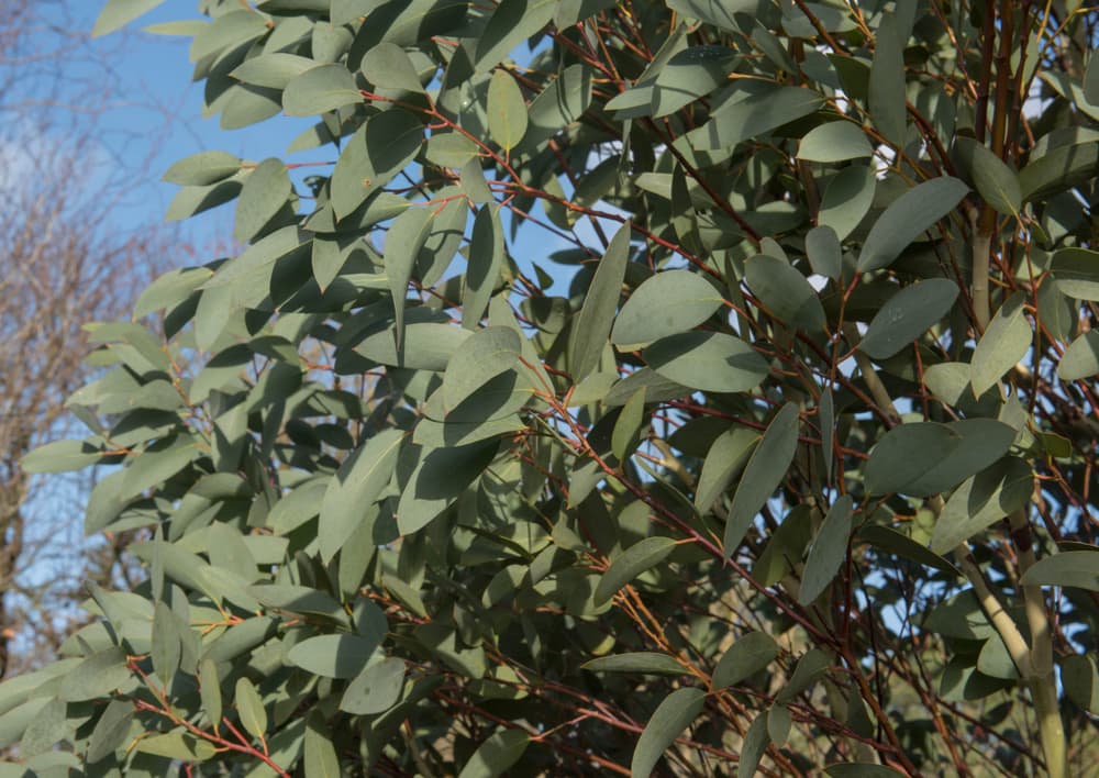 eucalyptus foliage