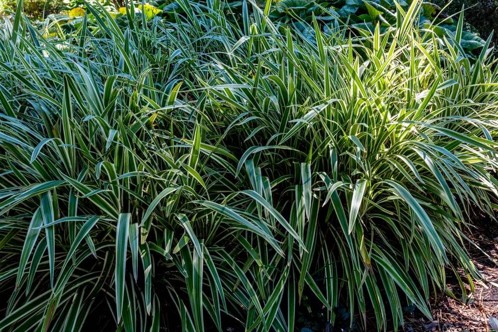 ornamental grasses