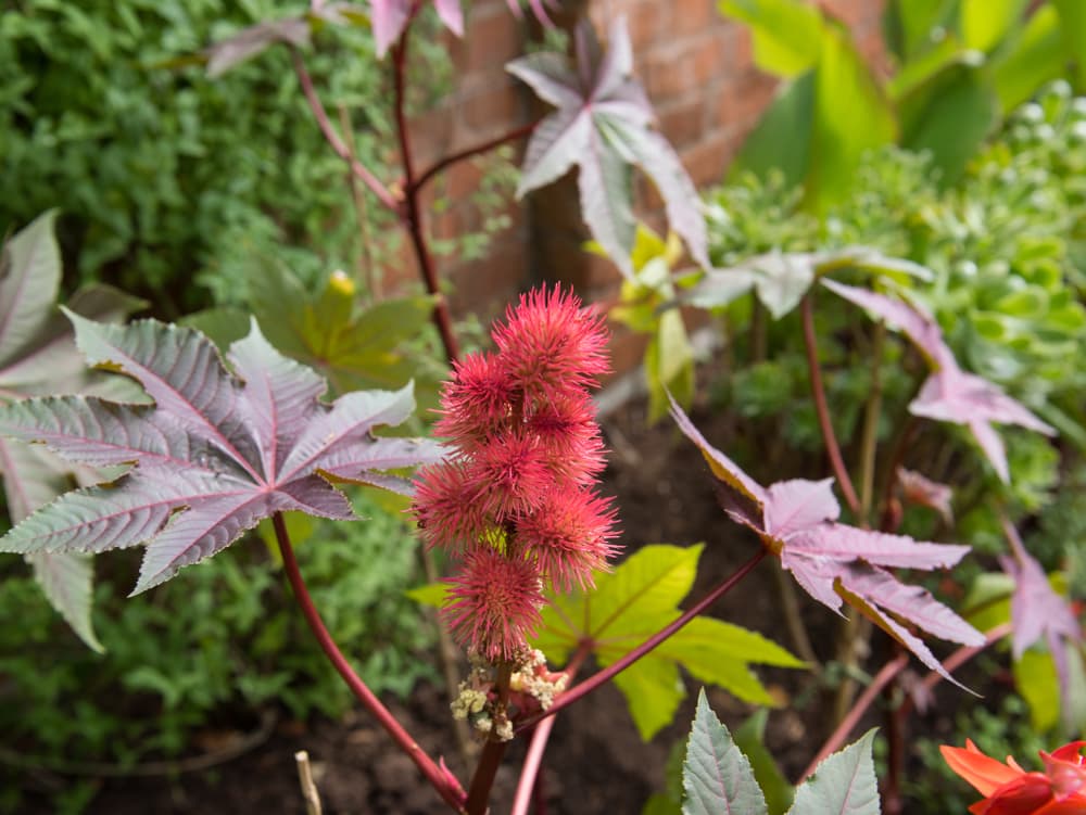 Ricinus communis with dark burgundy coloured leaves and bright red catkins