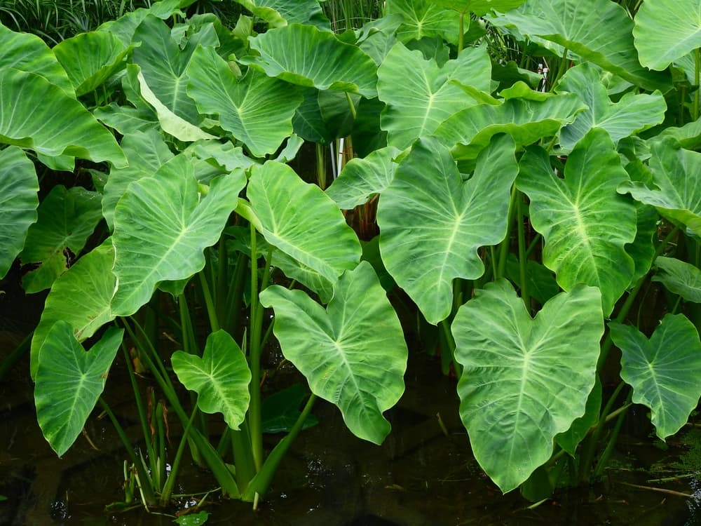 huge colocasia leaves