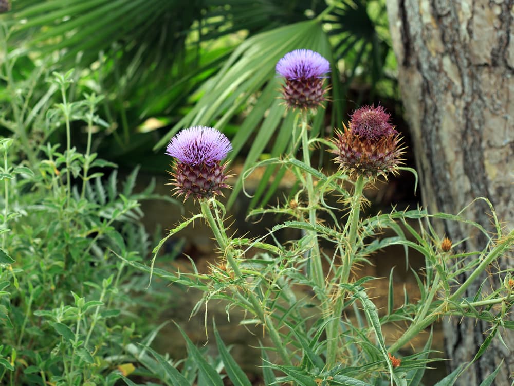 purple flowering cardoon thistles