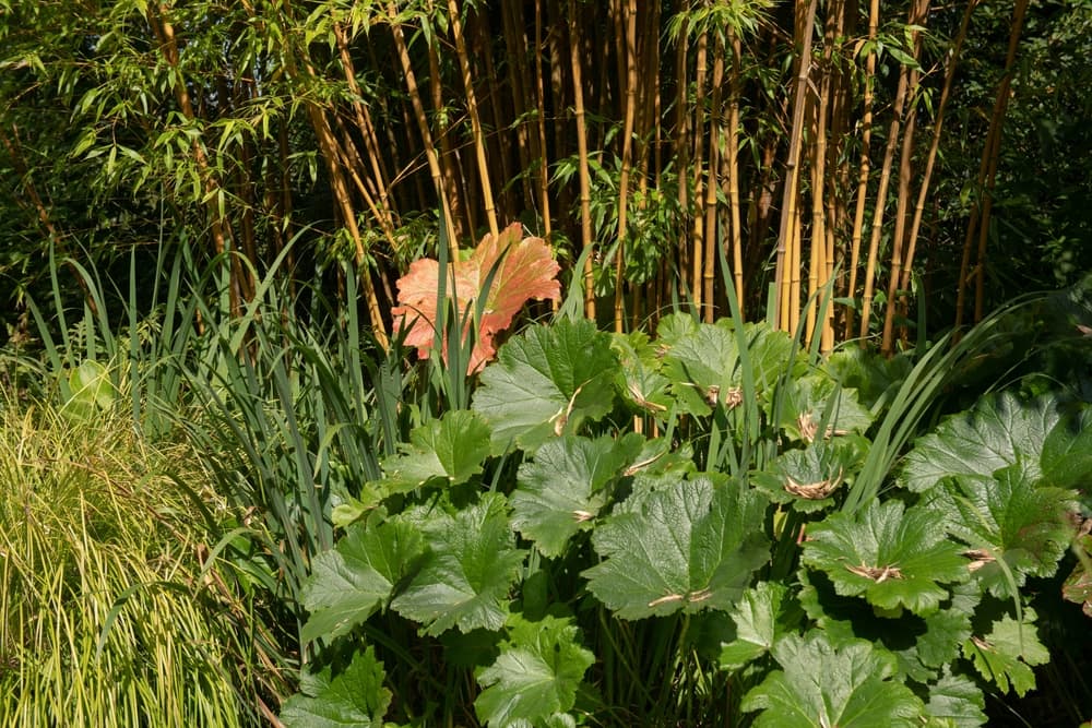 rhubarb foliage with bamboo growing in the background