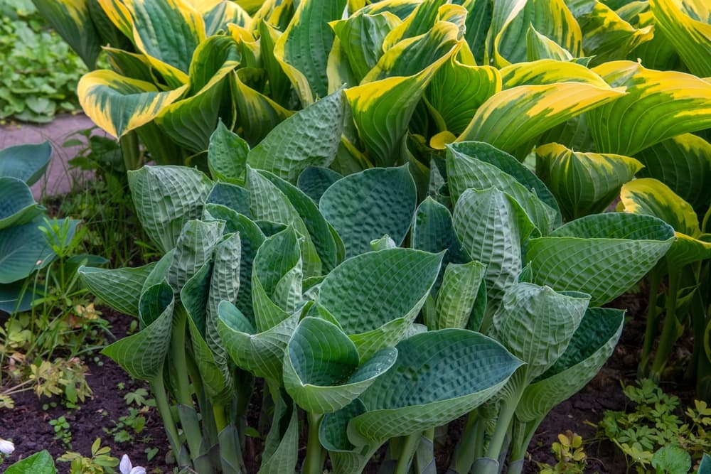 ornamental hosta plants in various shades of green