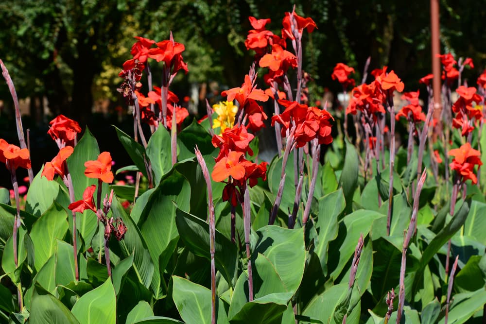 red canna lilies