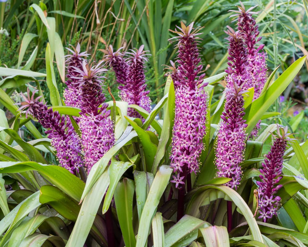 pink towering eucomis pineapple lilies in flower