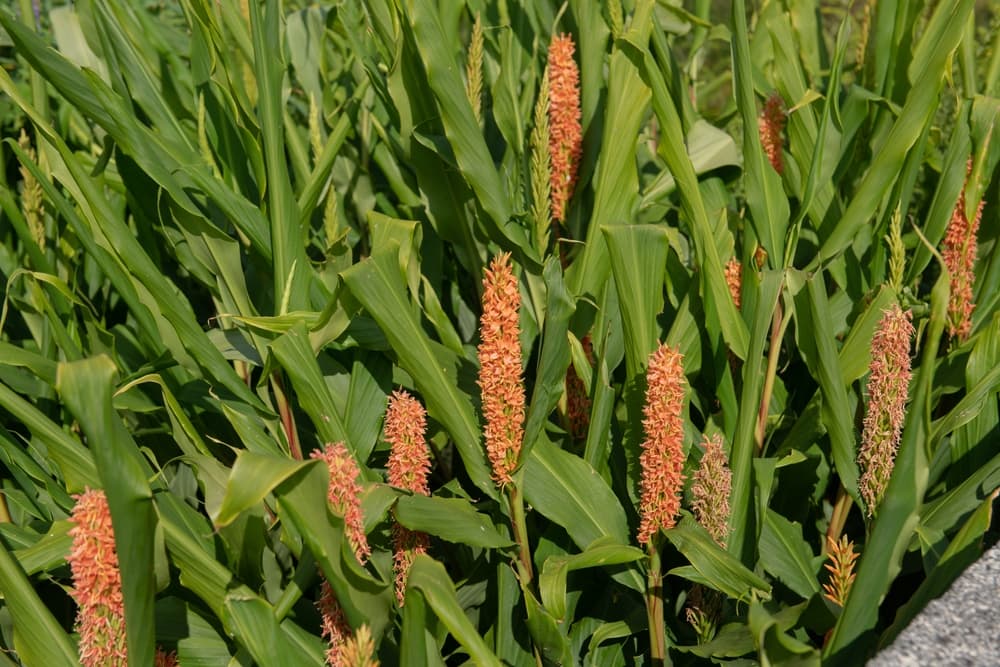 Hedychium densiflorum growing in a herbaceous border