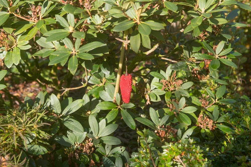 red dangling berries of Arisaema consanguineum hanging from a branch