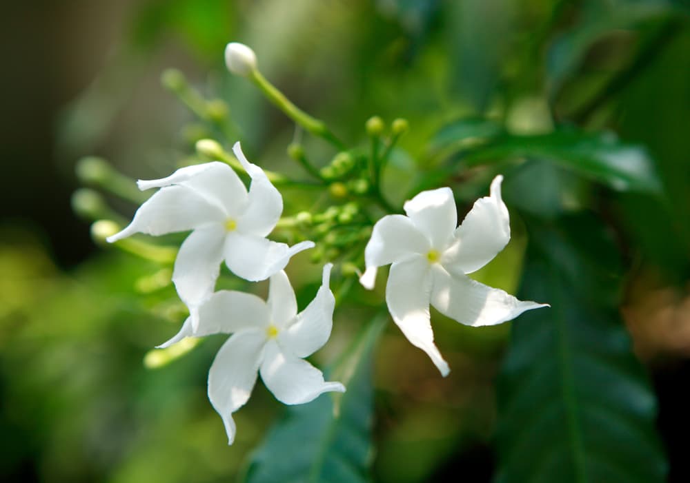 closeup of white flowering jasmine