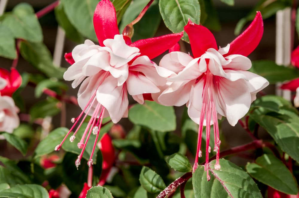 pink and red coloured fuchsia flowers