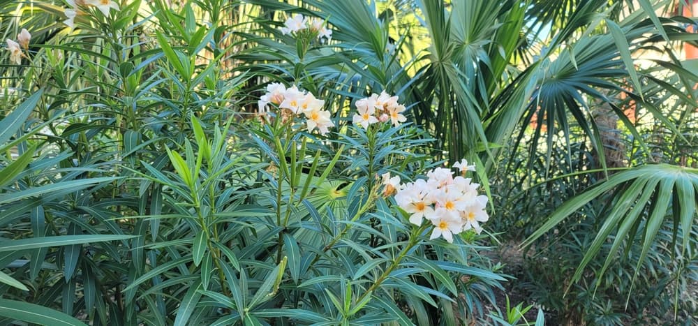 choisya in a tropical garden with palms in the background