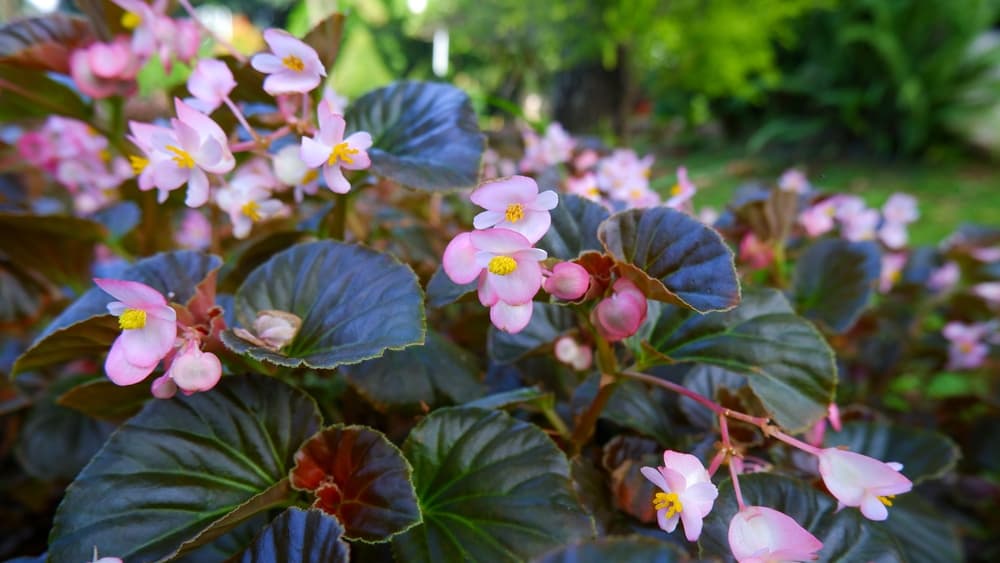 pink flowering begonia in a garden