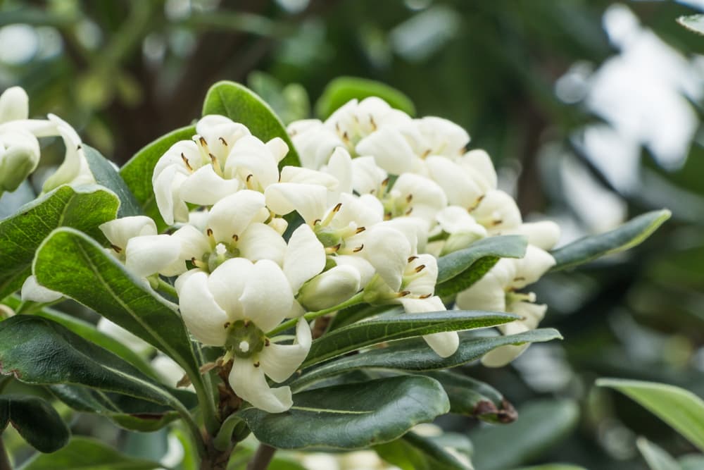 white flowering pittosporum