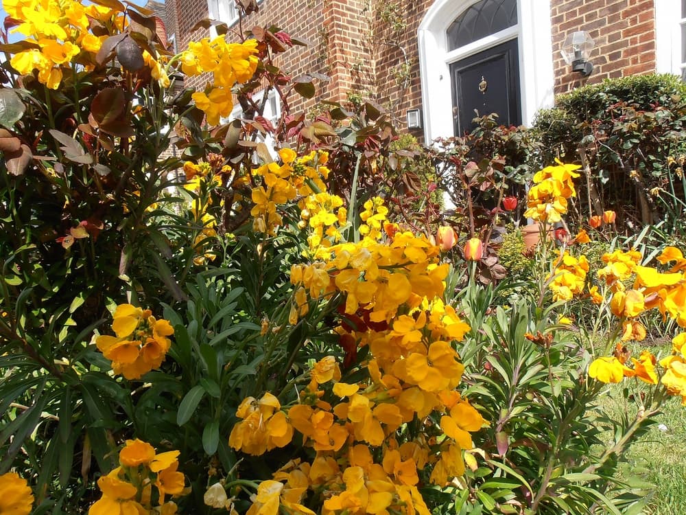 yellow erysimum flowers with black door of a London property in the background