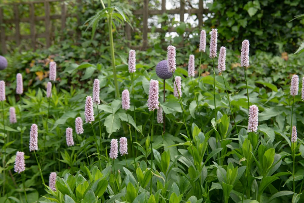 long upright flowers of Persicaria