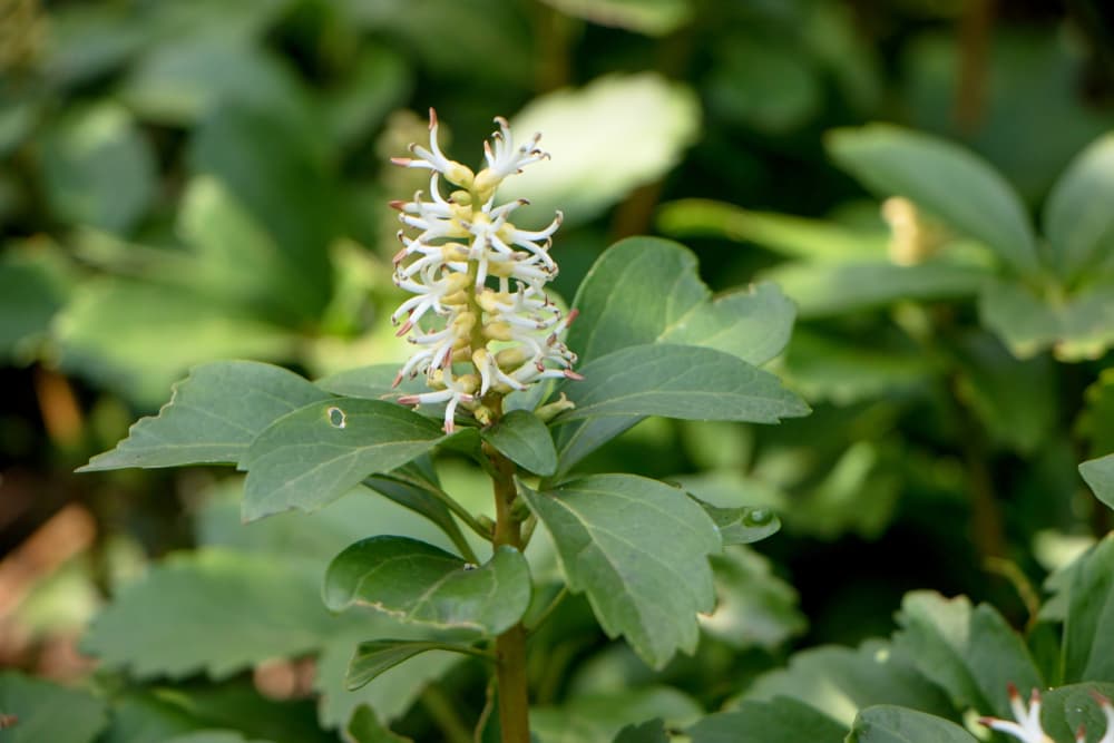 white flowers of Pachysandra terminalis in focus