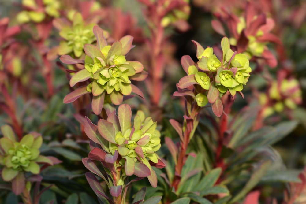 Wood spurge Purpurea