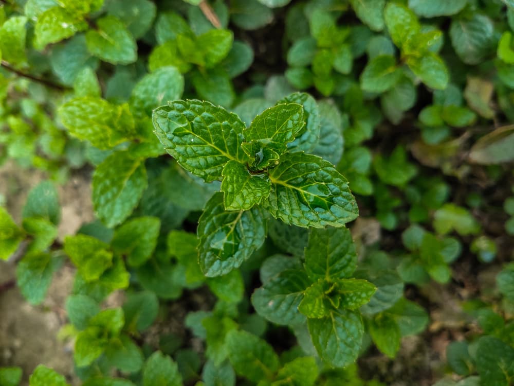 overgrown mint in an outdoor garden